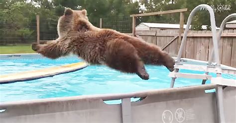 Video shows burglar bear taking dip in neighbor's pool